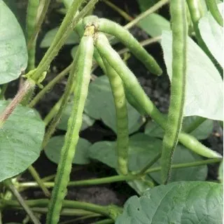 Mung Beans